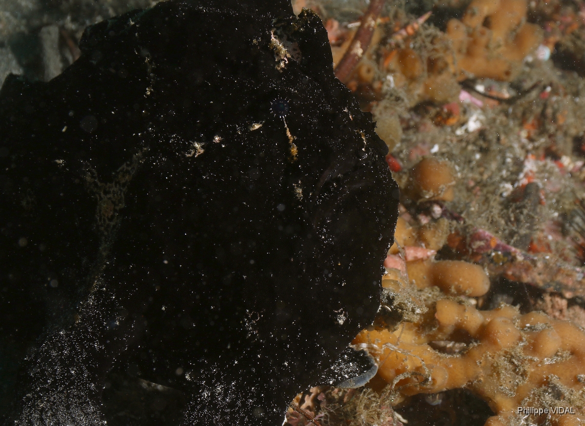 Bali 2016 - Painted frogfish - Antenaire peint - Antennarius pictus - IMG_6145_rc.jpg
